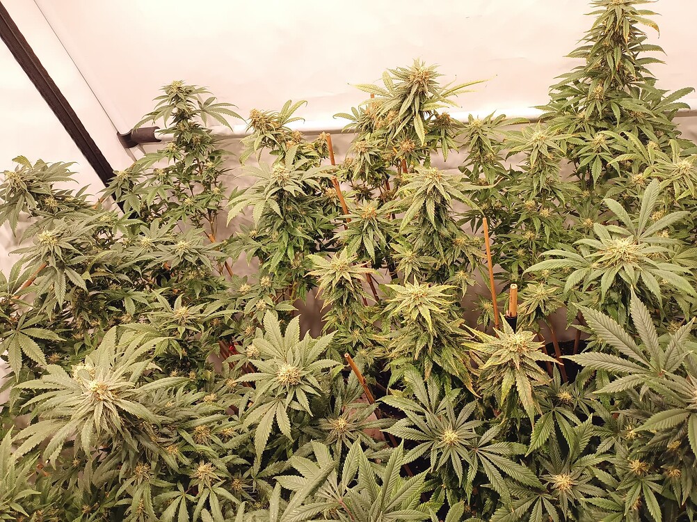 Growreport Bild 3