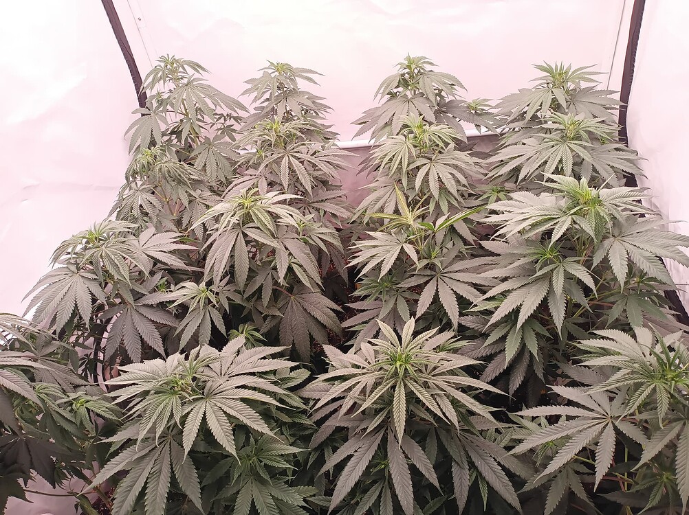 Growreport Bild 14