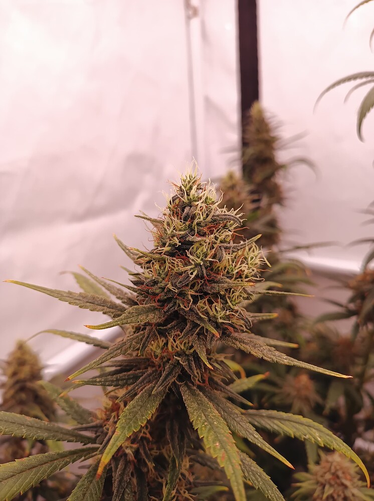 Growreport Bild 1