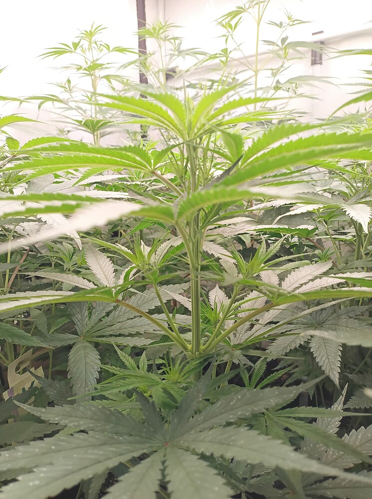 Growreport Bild 4