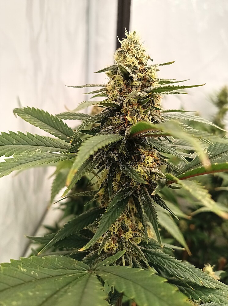 Growreport Bild 33