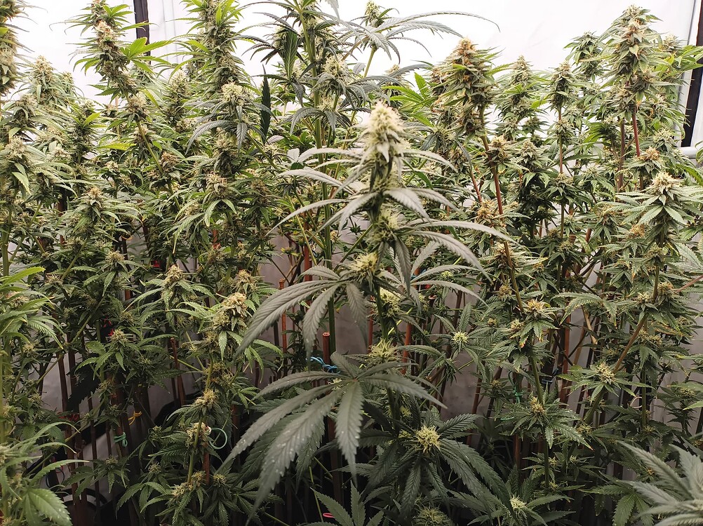 Growreport Bild 53