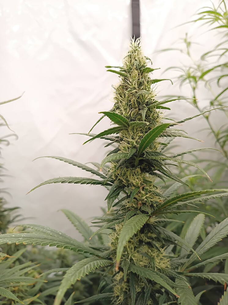 Growreport Bild 25