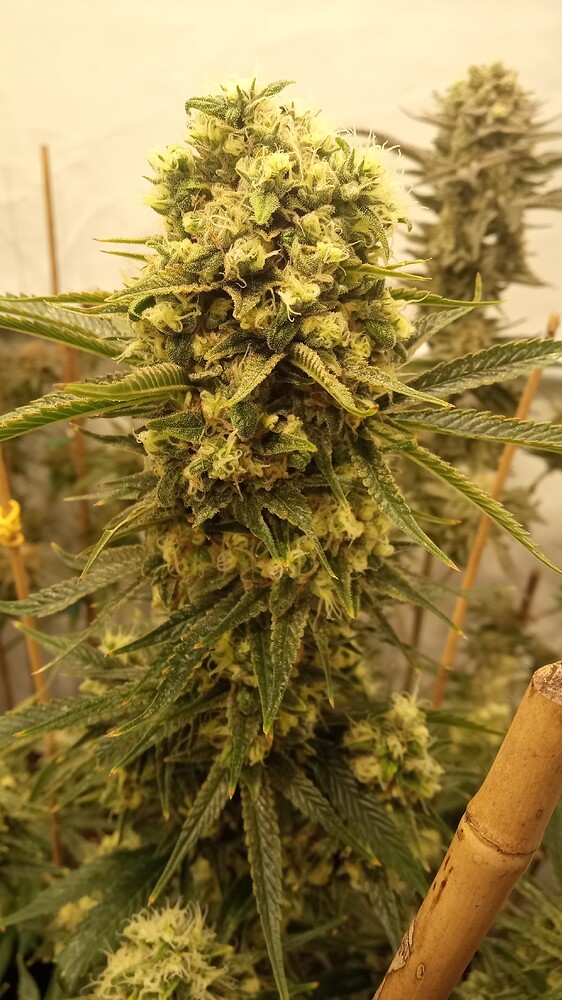 Growreport Bild 38