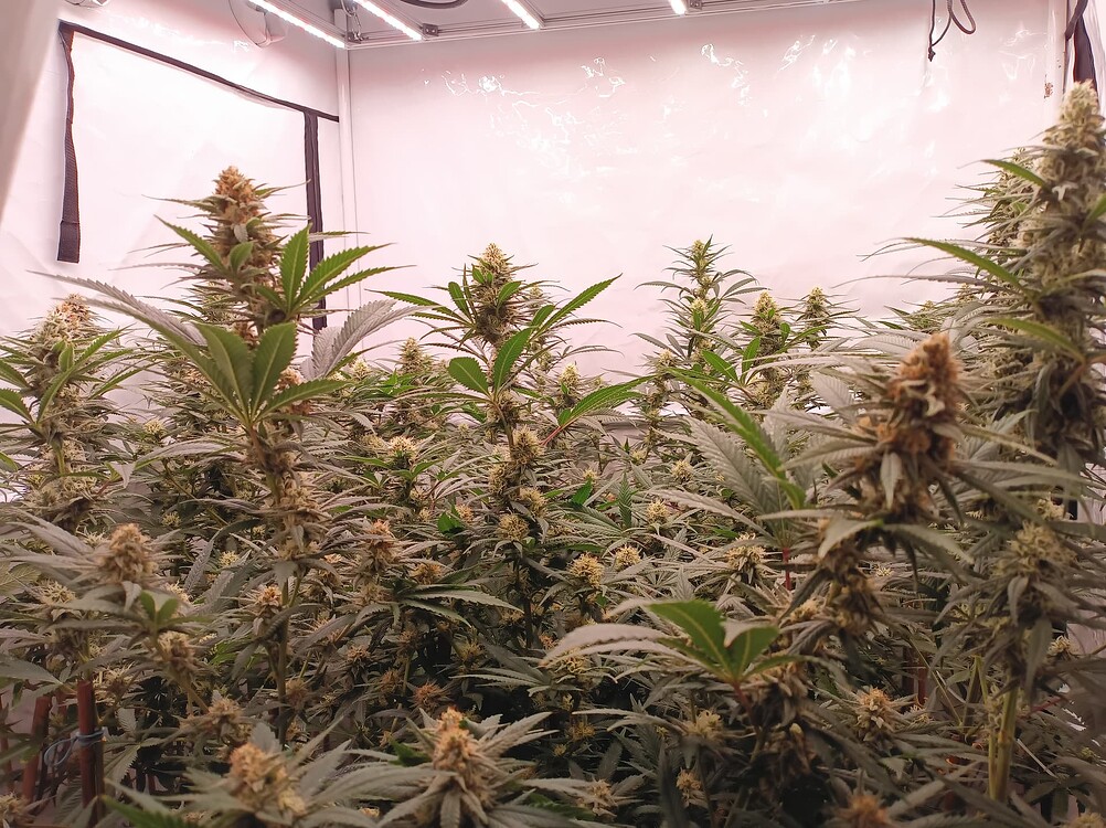 Growreport Bild 1