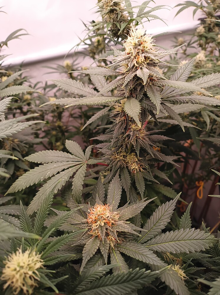 Growreport Bild 83