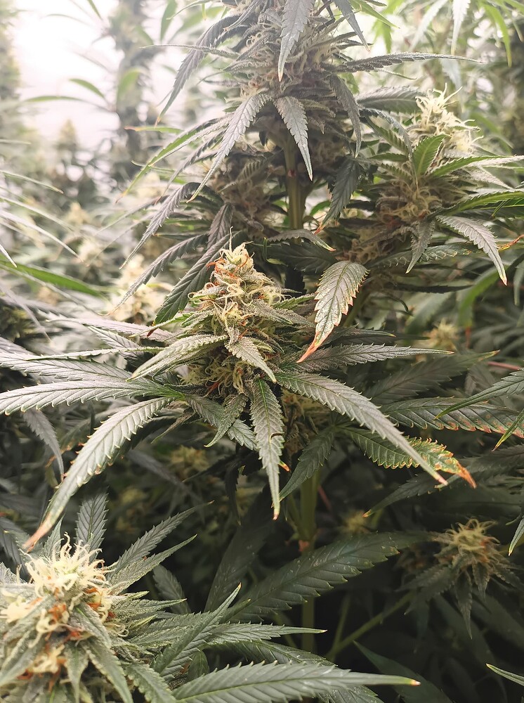 Growreport Bild 2