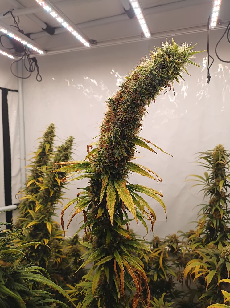 Growreport Bild 11