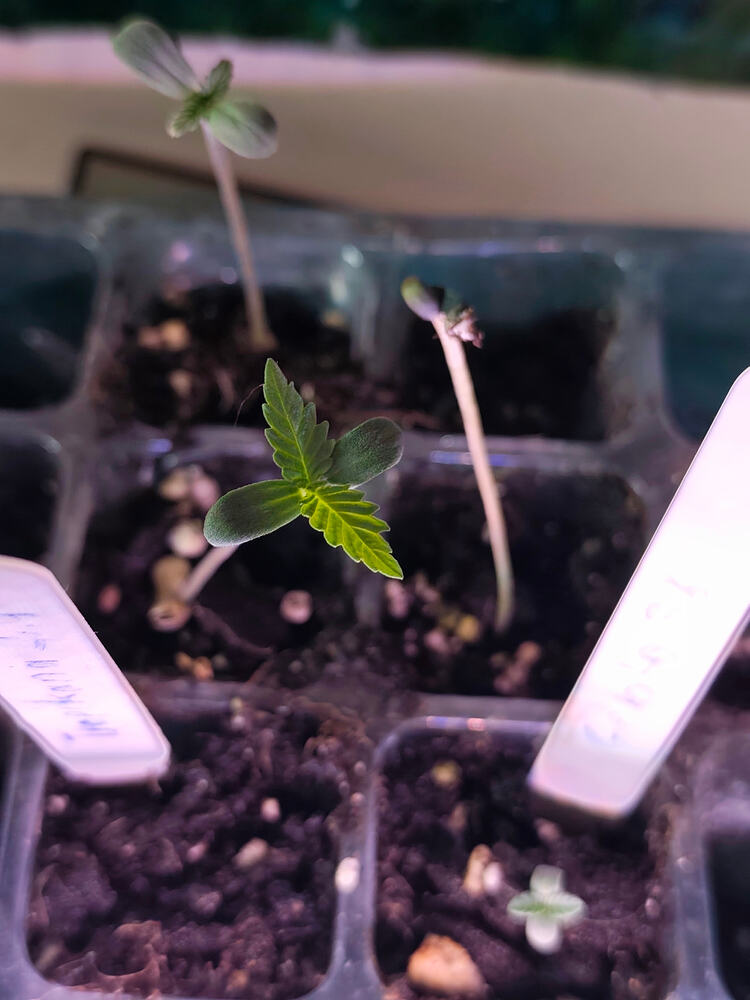 Gelato 33 Feminisiert Produktfoto