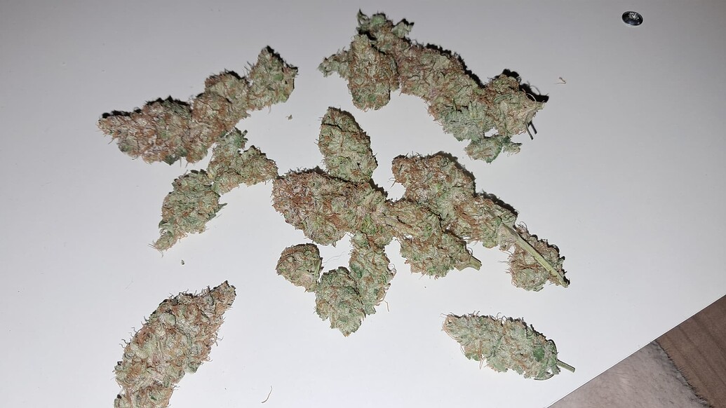 Klauser's Hydroponisches Mysterium/ Scrog auf 2,40 mit 4 Damen R-DWC System [Blütezeit week 9 ERNTE fertig] GSC & Banana Punch rosin pressen und vape pens