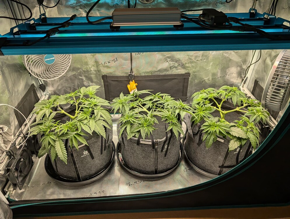 Biscotti Feminisiert (Ganja Farmer) Produktfoto