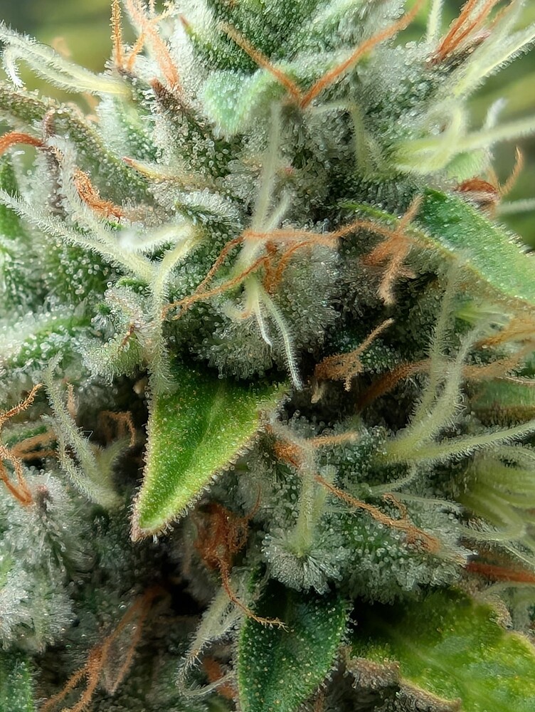 Kush Mints Feminisiert (Ganja Farmer) Produktfoto