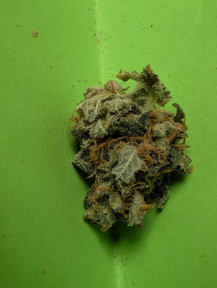 Möter's GanjaFarmer Grow (Kush Mints, Slurricane, Biscotti)