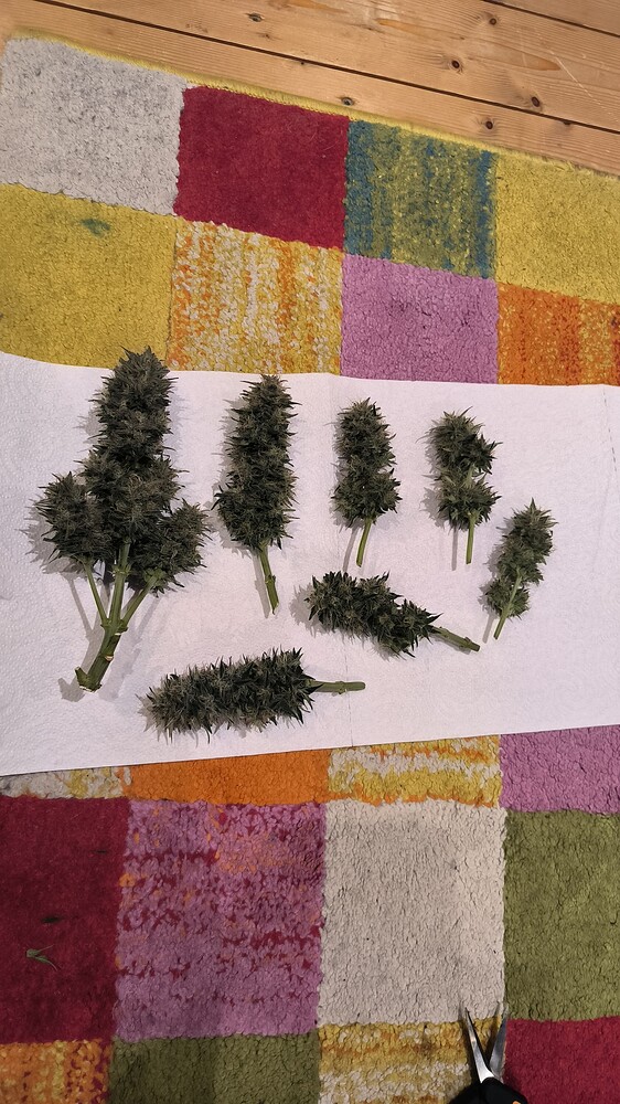 1. Indoor Grow in 40x40x120 Zelt