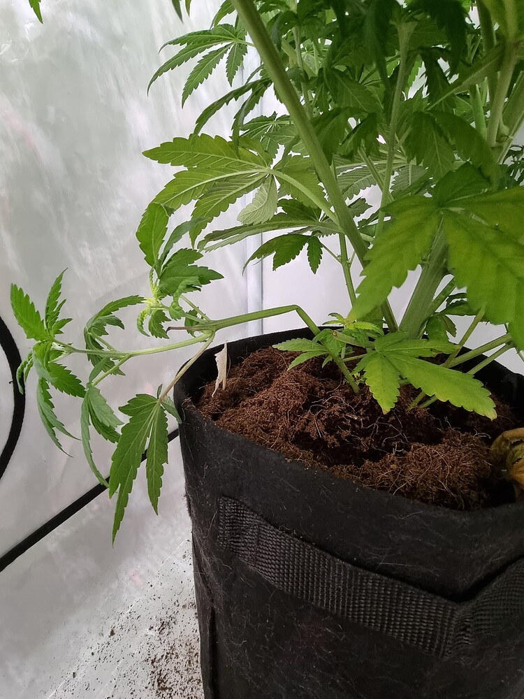 Californian Gold Feminisiert (Paradise Seeds) Produktfoto