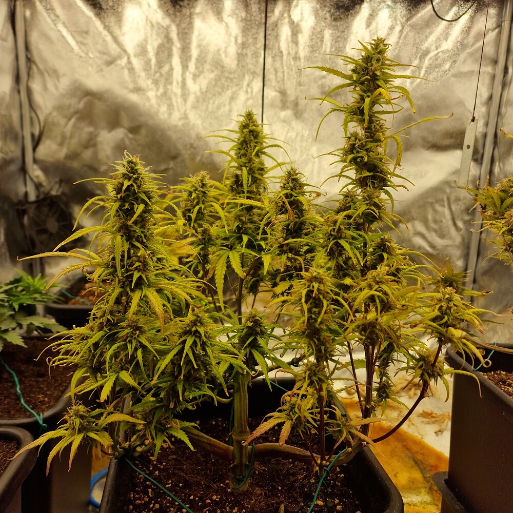 Pink Roazy Auto Produktfoto