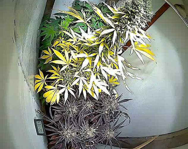 Bagseeds Produktfoto