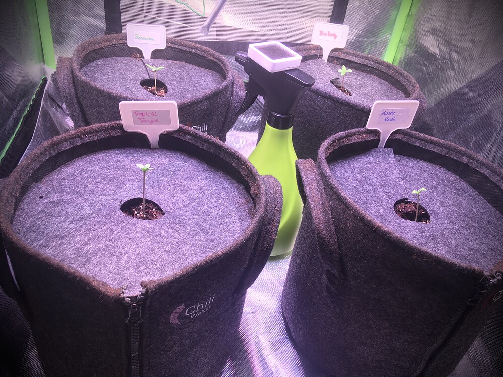 Master Kush Produktfoto