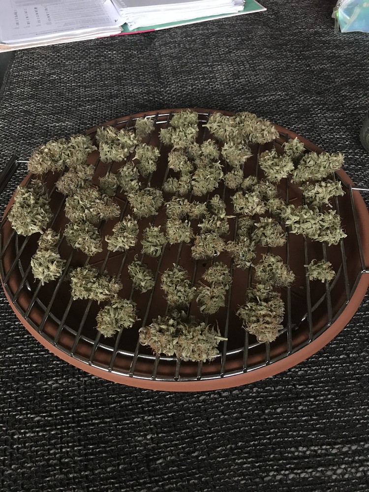 Royal Dwarf Low Budget Grow