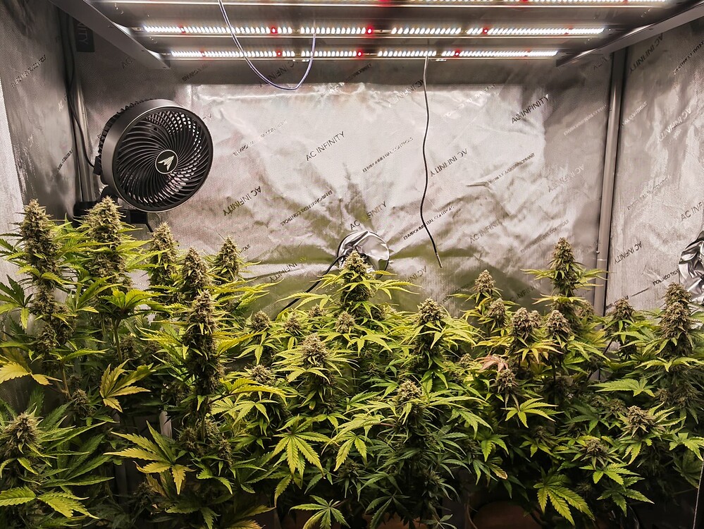 Zkittlez OG Auto Produktfoto