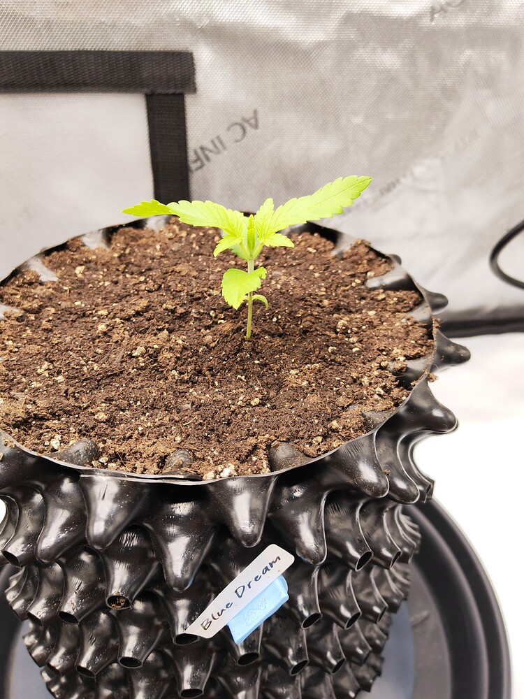 Blue Dream Produktfoto