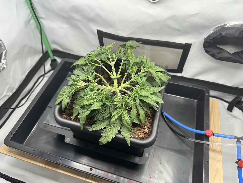 HubbaBubbaHaze Auto Produktfoto
