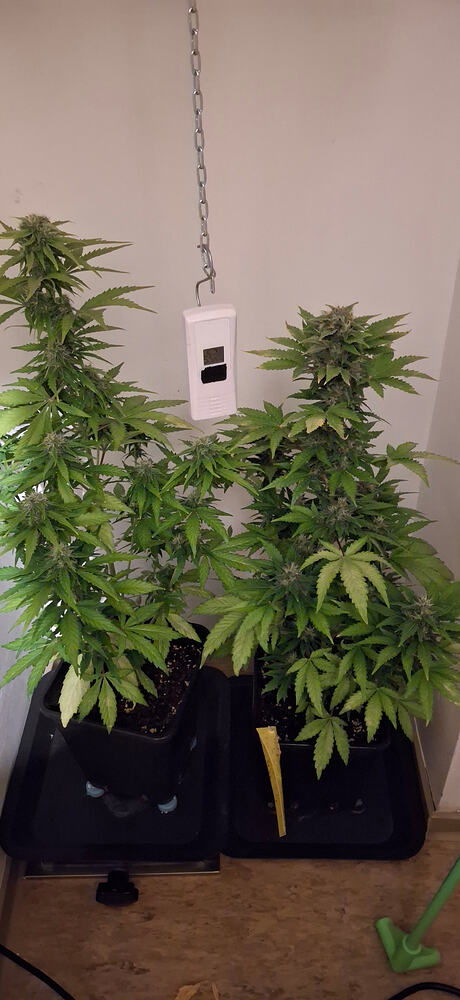 AK-47/autoflower/Serious Seeds 2 x
