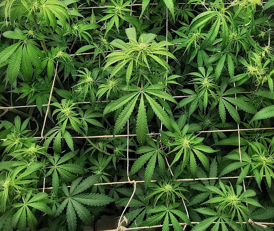 Draufsicht auf ein Cannabis-Zelt mit einem Scrog-Netz, durch das die Pflanzen wachsen, in der frühen Blütephase.