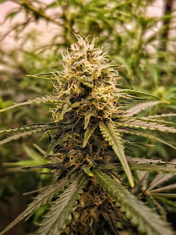 Nahaufnahme eines sich entwickelnden Cannabis-Buds der Sorte Blueberry, der mit zahlreichen weißen Stigmen bedeckt ist.