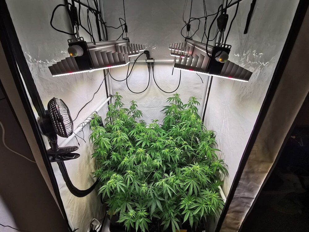 Growreport Bild 5