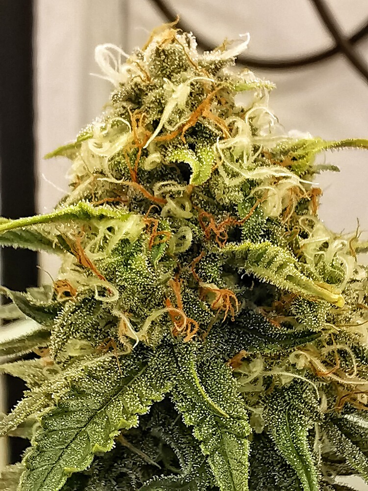 Nahaufnahme eines Cannabis-Buds in der späten Blütephase mit sichtbaren Trichomen und orangefarbenen Stigmen.