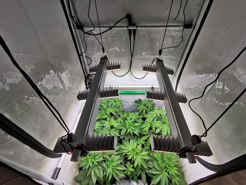 Growreport Bild 5