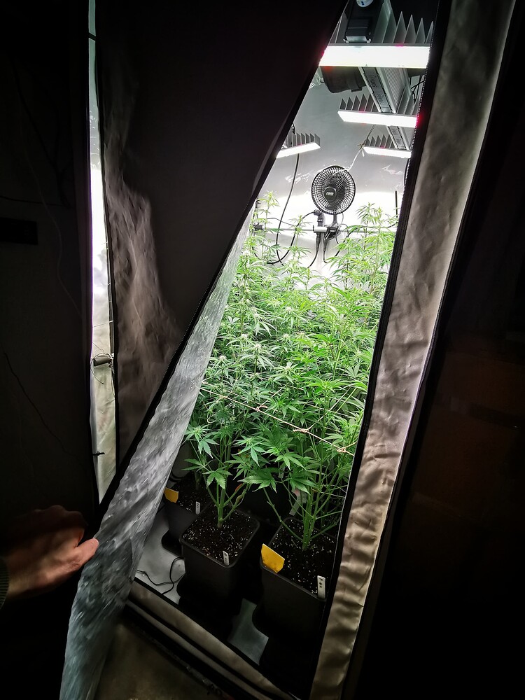 Blick in ein geöffnetes Growzelt mit mehreren Cannabis-Pflanzen in der Blütephase unter LED-Beleuchtung.