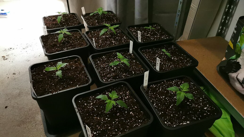 Mehrere junge Cannabissämlinge in quadratischen schwarzen Töpfen mit Pflanzensteckern auf einem Tisch.