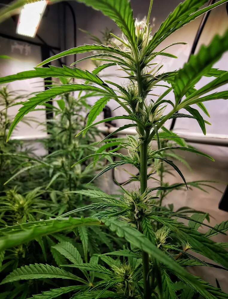Nahaufnahme einer Cannabis-Pflanze in der frühen Blütephase mit sichtbaren Blütenansätzen und Stigmen, im Hintergrund eine weitere Pflanze in einer Growbox.