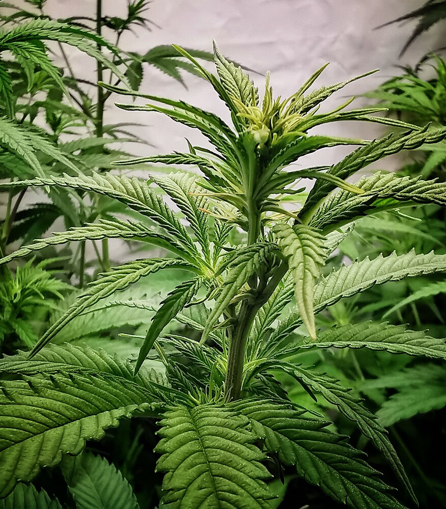 Growreport Bild 10