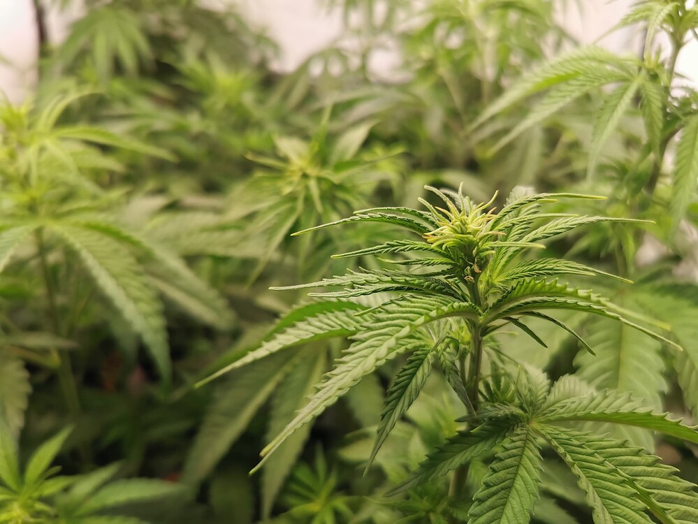 Growreport Bild 1