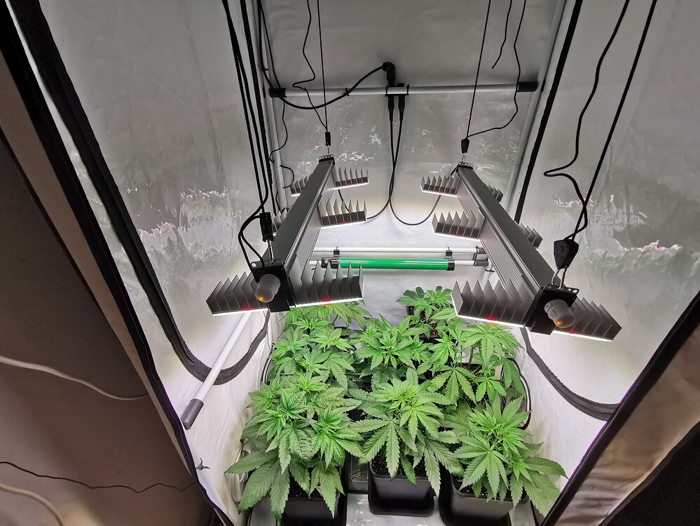 Growreport Bild 3