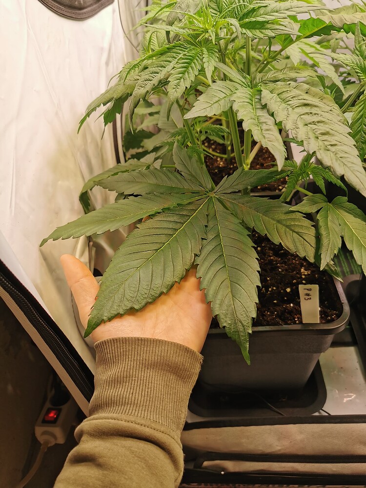 Growreport Bild 4