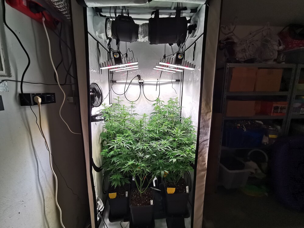Ein Growzelt mit drei Cannabis-Pflanzen in Töpfen unter LED-Beleuchtung.
