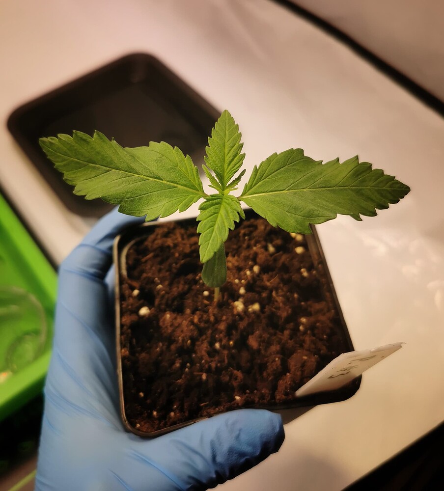 Ein junger Cannabis-Sämling in einem kleinen schwarzen Topf, gehalten von einer Hand mit blauem Einweghandschuh.