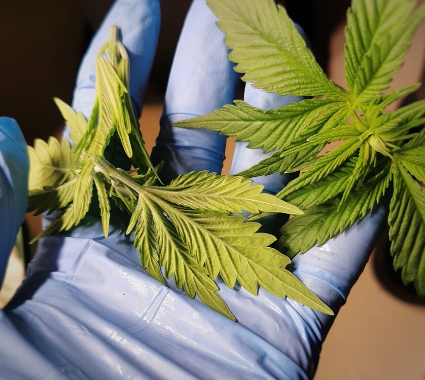 Growreport Bild 10