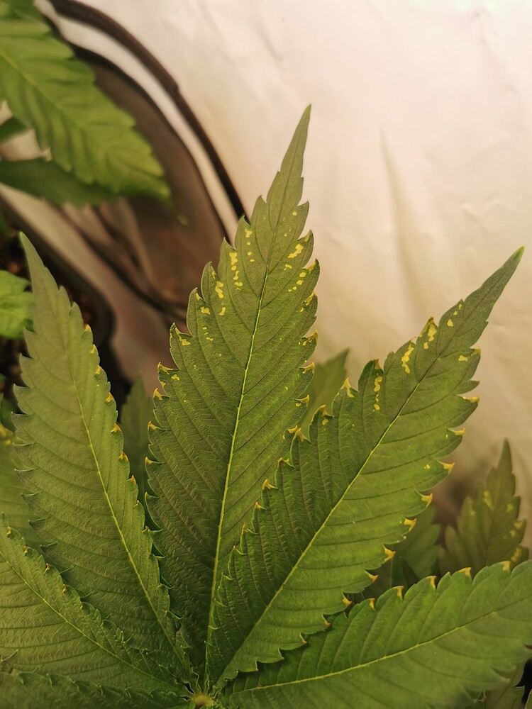 Growreport Bild 7