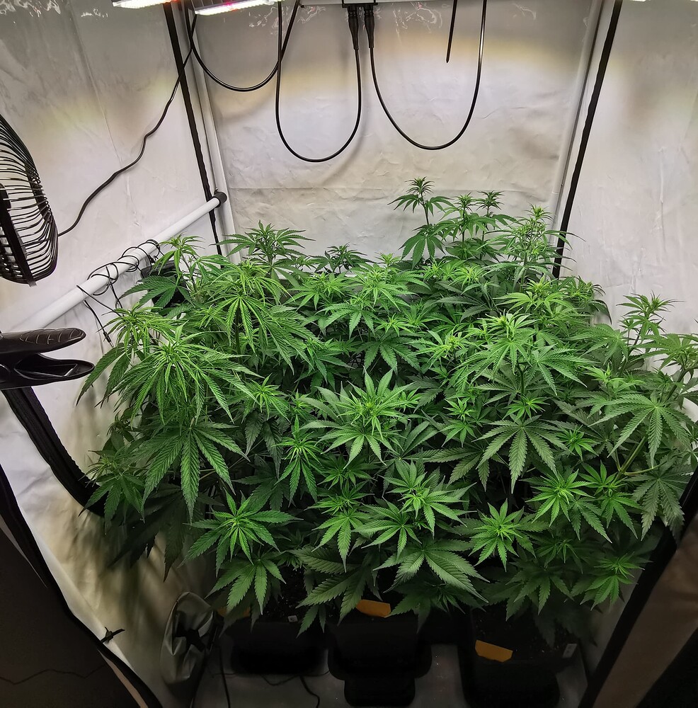 Growreport Bild 4
