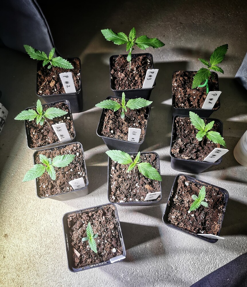 Neun kleine Cannabis-Sämlinge in quadratischen schwarzen Töpfen, beschriftet mit P# und AH#, angeordnet auf einer grauen Oberfläche.