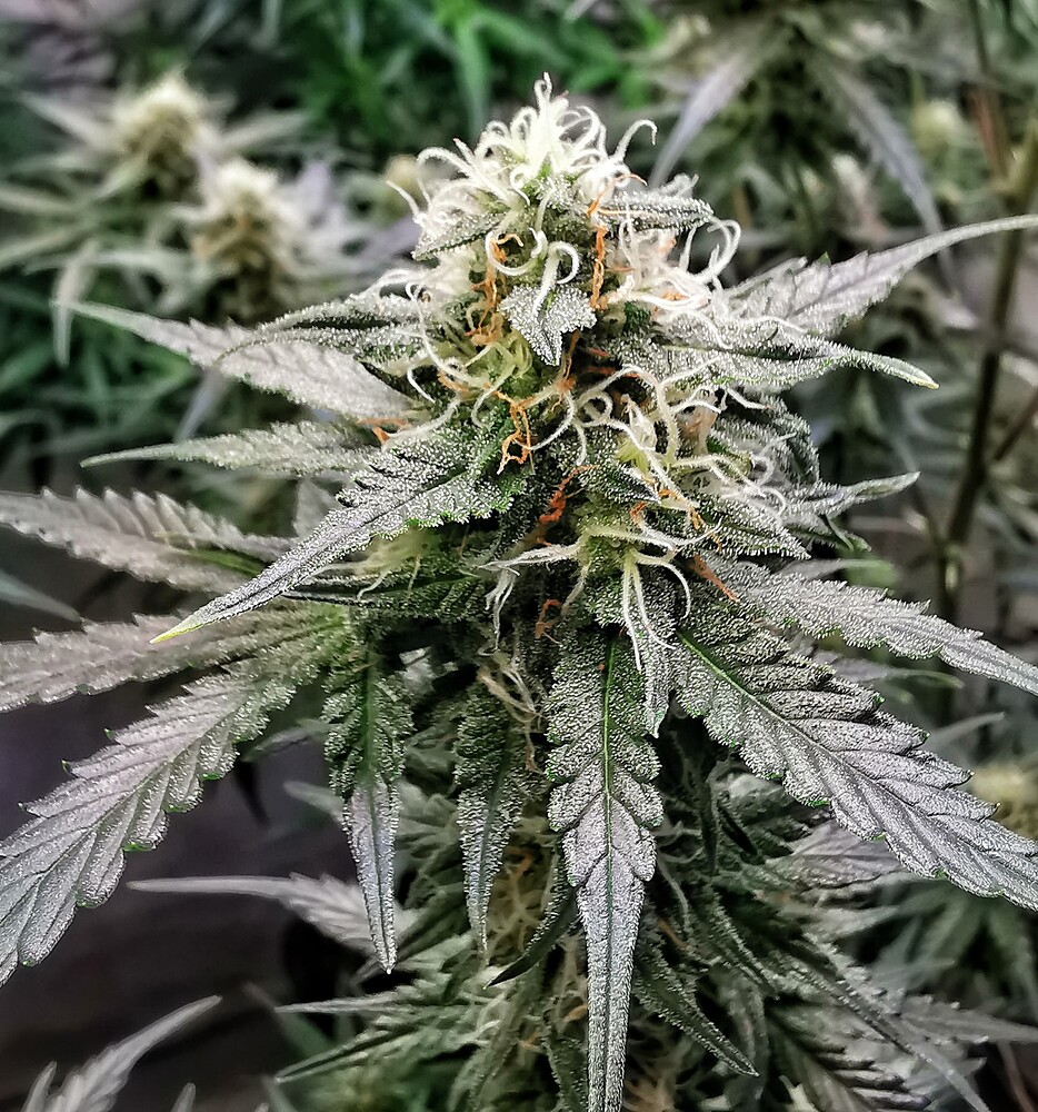 Nahaufnahme eines Cannabis-Buds in der Blütephase mit vielen weißen Stigmen und beginnender Trichombildung.