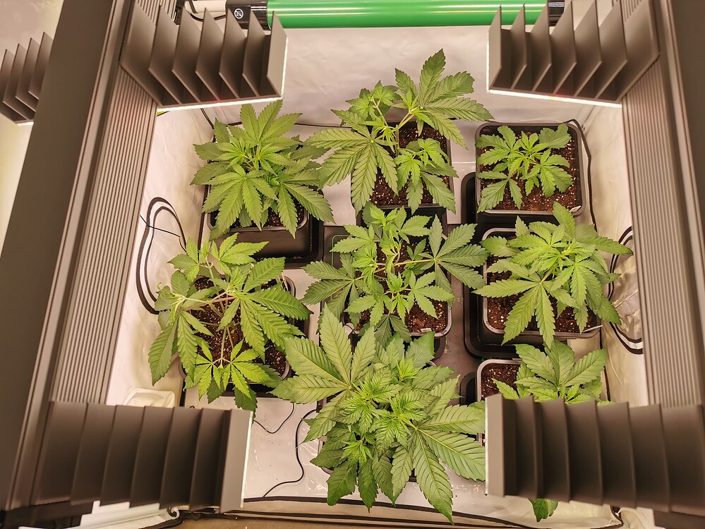 Growreport Bild 1