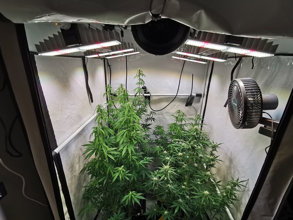 Blick in ein Growzelt mit vier Cannabis-Pflanzen in der Blütephase unter LED-Beleuchtung.