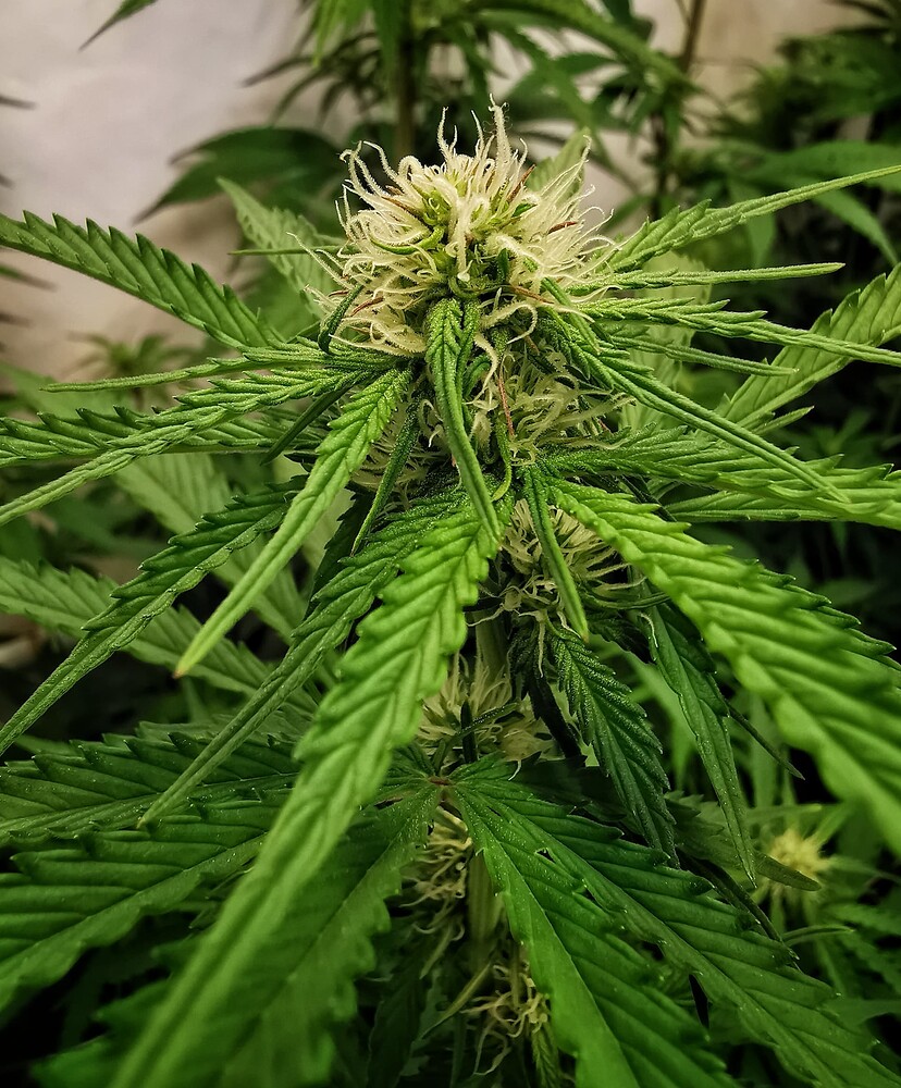 Nahaufnahme eines Cannabis-Buds in der frühen Blütephase mit vielen weißen Stigmen.