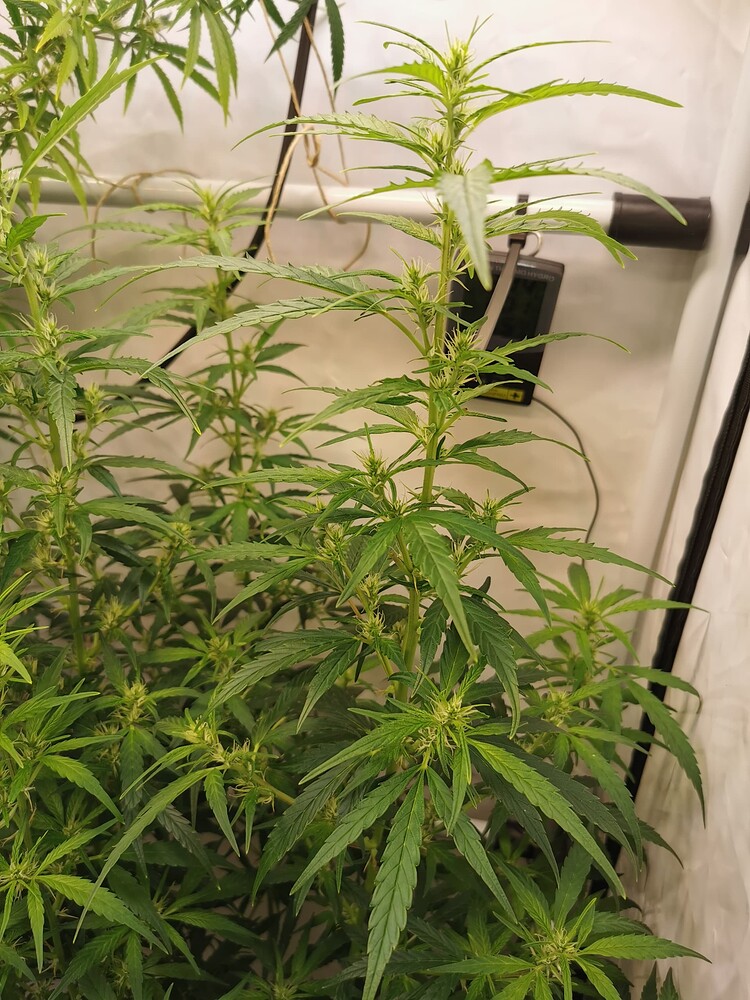 Zwei Cannabis-Pflanzen in einem Growzelt, die sich in der Blütephase befinden.